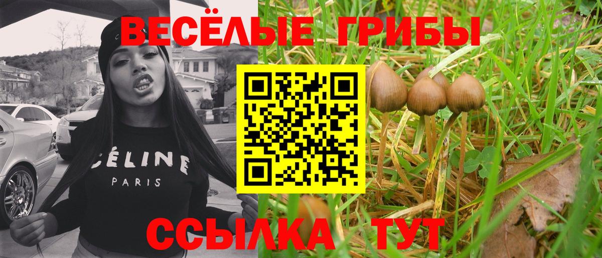 Псилоцибиновые грибы Psilocybe Кропоткин